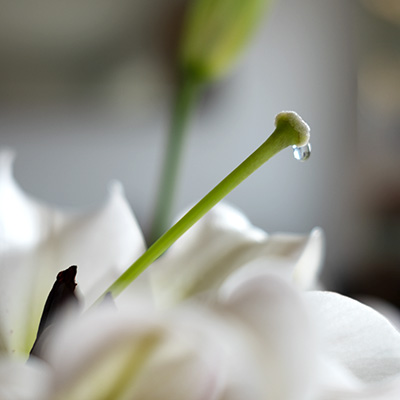 Gota de agua en el borde de una flor