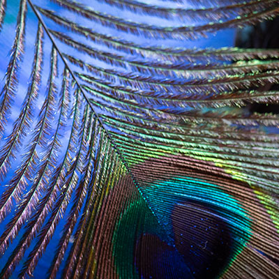 Detalle pluma pavo real